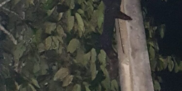 O acidente aconteceu na noite desta terça-feira (14). Foto: Divulgação