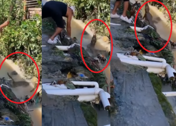 O homem tenta acertar a cabeça do animal. Foto: Reprodução/Instagram