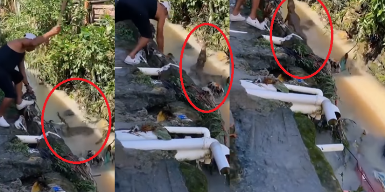 O homem tenta acertar a cabeça do animal. Foto: Reprodução/Instagram