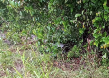 O corpo foi encontrado na manhã desta terça-feira (21). Foto: Reprodução