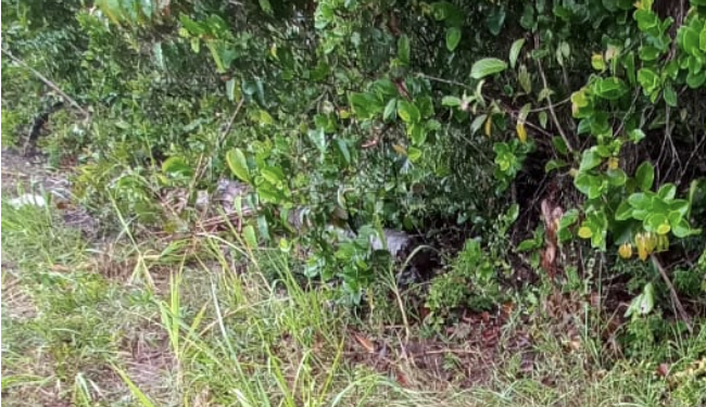 O corpo foi encontrado na manhã desta terça-feira (21). Foto: Reprodução