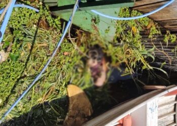 O homem não identificado foi encontrado nesta quinta-feira (14). Foto: Reprodução