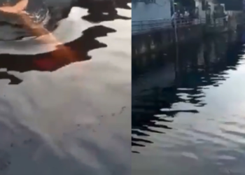 O boto estava na área do mercado. Foto: Reprodução