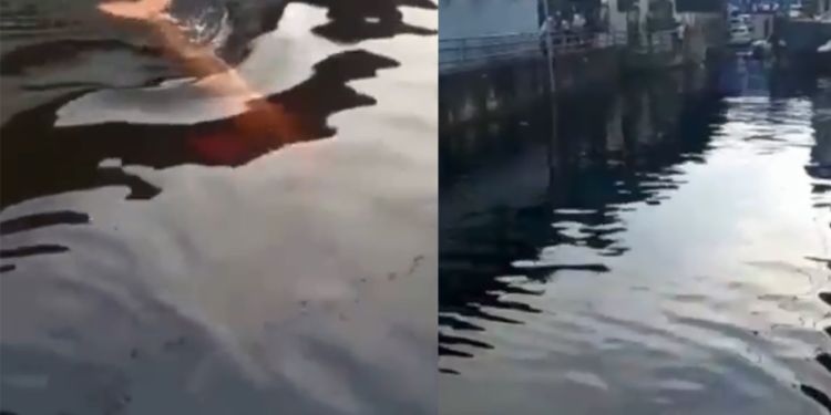 O boto estava na área do mercado. Foto: Reprodução