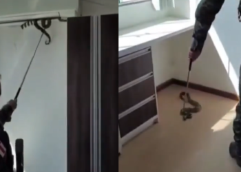 A jiboia foi retirada com segurança e levada para o habitat natural em segurança. Foto: Reprodução