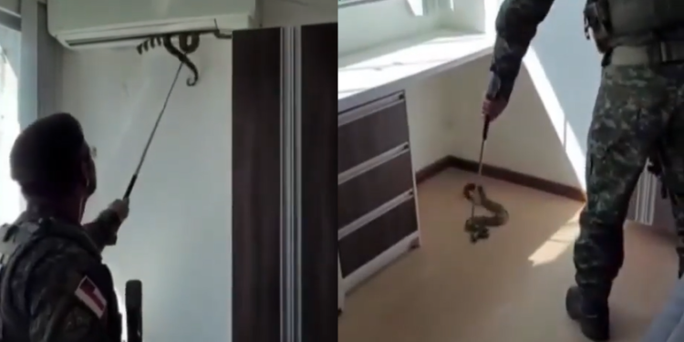 A jiboia foi retirada com segurança e levada para o habitat natural em segurança. Foto: Reprodução