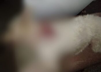 A cadela, segundo os donos, tinha apenas dado um latido. Foto: Reprodução