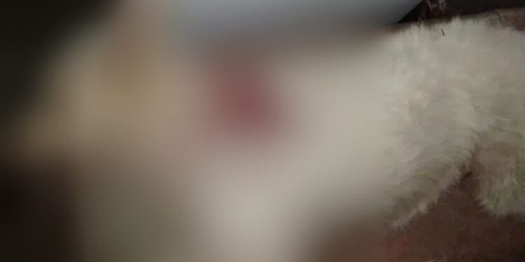 A cadela, segundo os donos, tinha apenas dado um latido. Foto: Reprodução