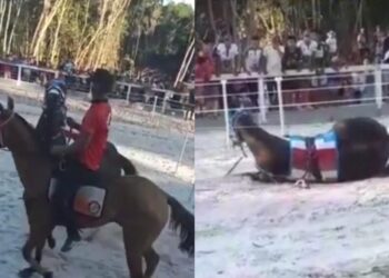 O animal se feriu gravemente e o estado de saúde é grave, segundo protetor animal. Foto: Reprodução