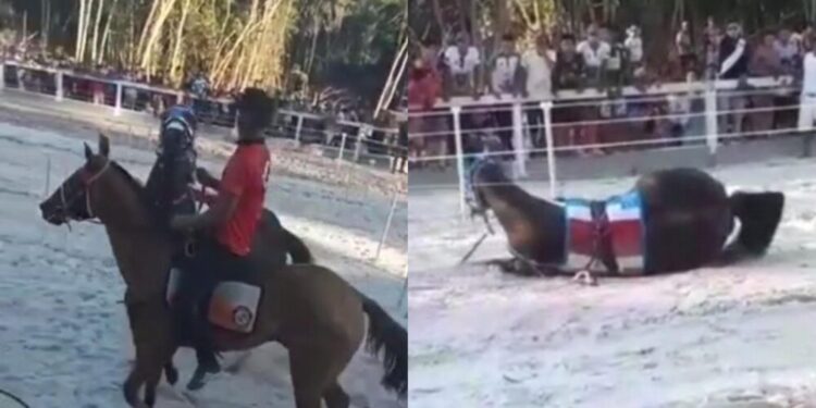 O animal se feriu gravemente e o estado de saúde é grave, segundo protetor animal. Foto: Reprodução