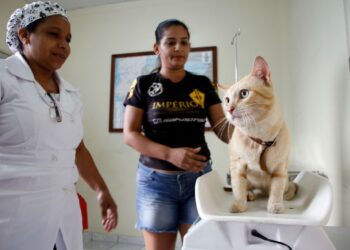 O calendário para o serviço é organizado a cada trimestre. Foto: Divulgação / Semsa