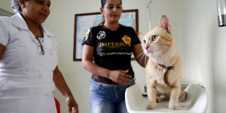 O calendário para o serviço é organizado a cada trimestre. Foto: Divulgação / Semsa