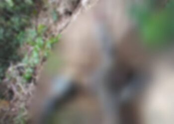 O corpo foi encontrado em avançado estado de decomposição. Foto: Divulgação