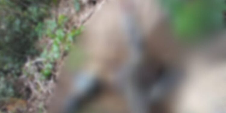 O corpo foi encontrado em avançado estado de decomposição. Foto: Divulgação