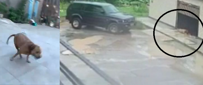 Uma câmera flagrou toda a ação. Foto: Reprodução