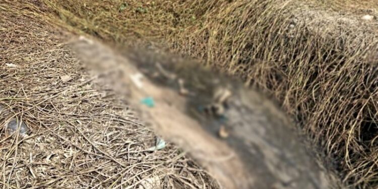 Os ossos estavam numa vala. Foto: Reprodução