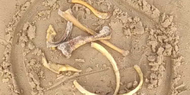 Os ossos foram encontrados um dia após outra ossada ser trazida pelas águas. Foto: Reprodução