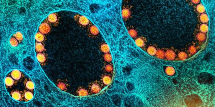 Os casos voltaram a subir no Amazonas e a subvariante foi identificada. Foto: Reprodução/Internet