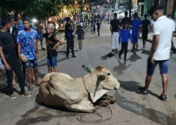 Um dos animais acabou atingindo em cheio mãe e bebê. Foto: Reprodução