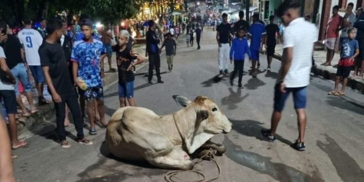 Um dos animais acabou atingindo em cheio mãe e bebê. Foto: Reprodução
