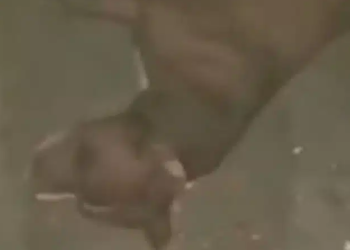 O animal conseguiu voltar para casa, mas morreu em seguida. Foto: Reprodução