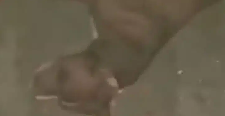 O animal conseguiu voltar para casa, mas morreu em seguida. Foto: Reprodução