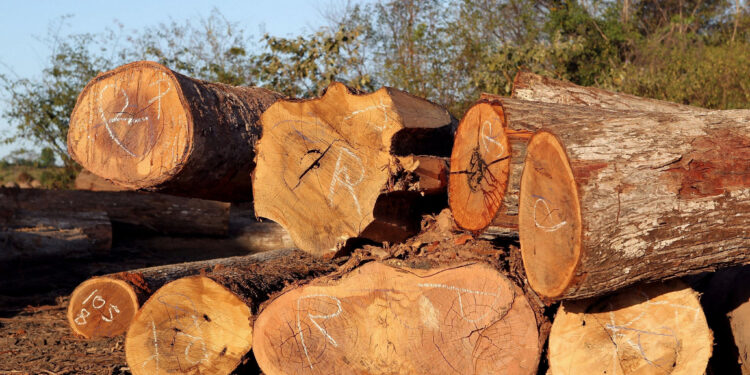 Os sócios da Madeireira Rancho da Cabocla alteraram o porto de exportação da carga de Santarém para Manaus (AM). Foto: Reprodução/Ibama
