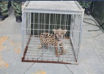 Foto: divulgação PMAM