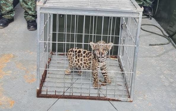 Foto: divulgação PMAM