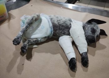 O cachorrinho ainda foi enforcado e jogado no chão. Foto: Reprodução