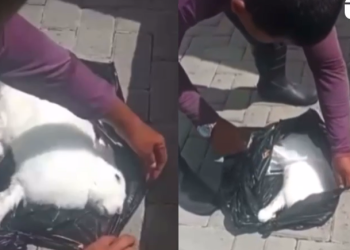 O animal foi jogado na lixeira do condomínio. Foto: Reprodução