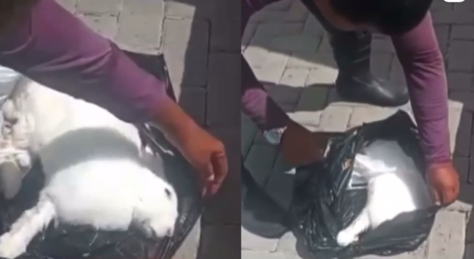 O animal foi jogado na lixeira do condomínio. Foto: Reprodução