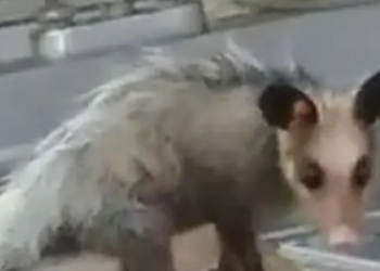 O IML emitiu uma nota sobre o caso. Foto: Reprodução