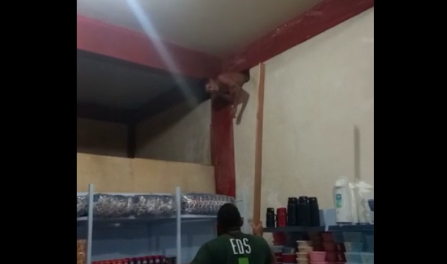 O homem ainda foi agredido e ficou gritando de dor. Foto: Reprodução