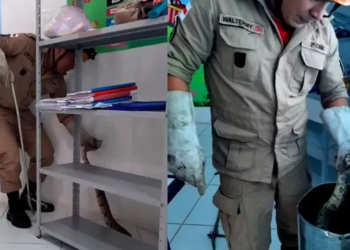 A cobra foi retirada em segurança pelos bombeiros. Foto: Divulgação CBMAM