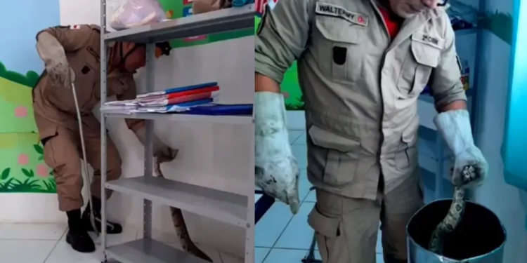 A cobra foi retirada em segurança pelos bombeiros. Foto: Divulgação CBMAM