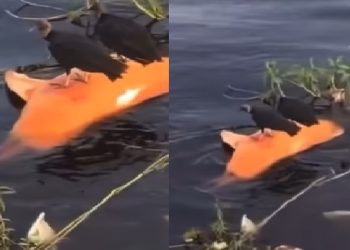 A imagem chocou vários internautas. Os botos são muito conhecidos pelo nosso folclore. Foto: Reprodução