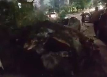 A árvore estava condenada, cheia de cupim. Foto: Reprodução