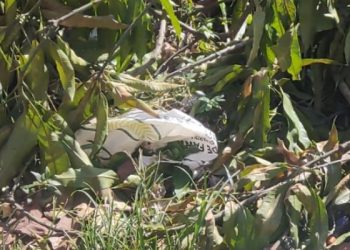 O corpo foi encontrado nesta manhã. Foto: Reprodução