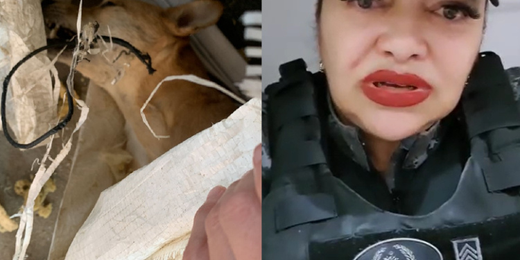 O caso foi denunciado pela sargento Eliane Pontes. Foto: Reprodução