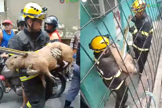 O animal foi encaminhado ao Cetas do Ibama. Foto: Divulgação CBMAM