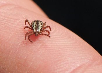 Carrapato-estrela, transmissor da bactéria causadora da Febre Maculosa. Foto: Jerry Kirkhart/Wikimedia