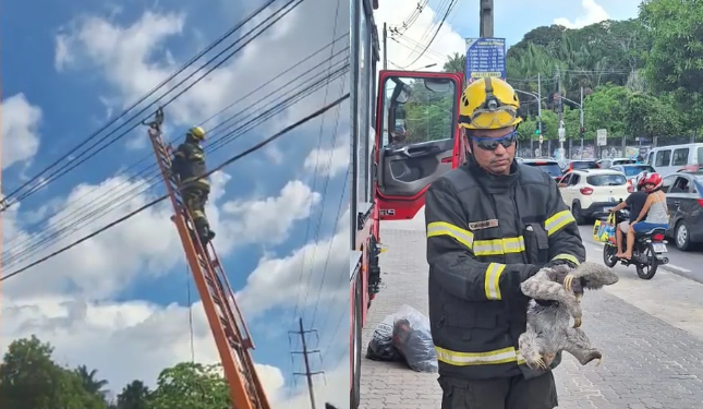 O animal foi retirado com segurança e levado para uma área de mata. Foto: Reprodução