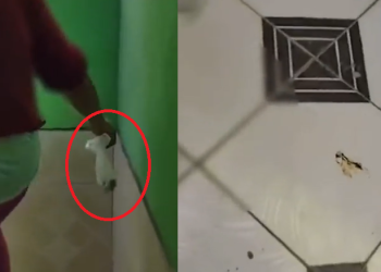 A situação viralizou nas redes sociais. Foto: Reprodução