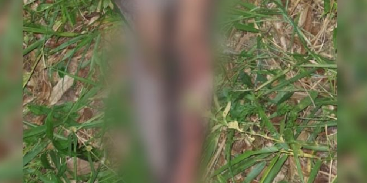 O corpo foi encontrado por moradores que acionaram a polícia. Foto: Reprodução