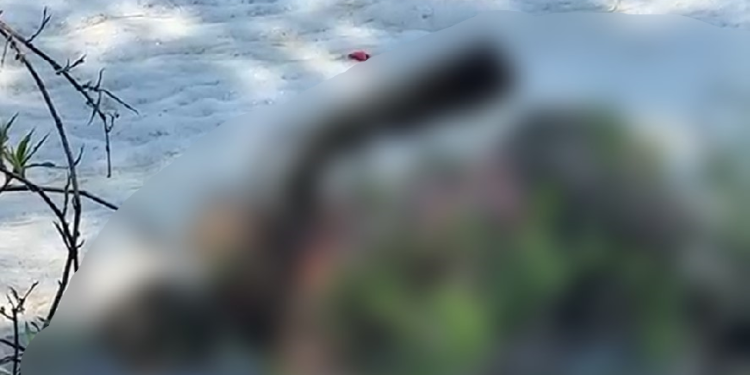 O corpo foi encontrado já em avançado estado de decomposição. Foto: Reprodução