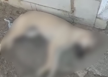 O cachorro teria sido envenenado. Foto: Reprodução