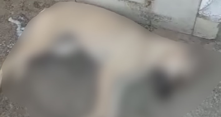 O cachorro teria sido envenenado. Foto: Reprodução