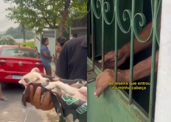 O animal foi resgatado e possivelmente teve uma fratura. Foto: Reprodução