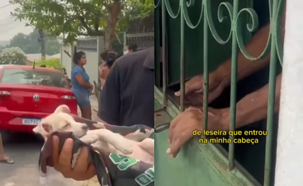 O animal foi resgatado e possivelmente teve uma fratura. Foto: Reprodução